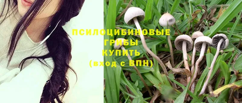 Галлюциногенные грибы Psilocybine cubensis  Ноябрьск 